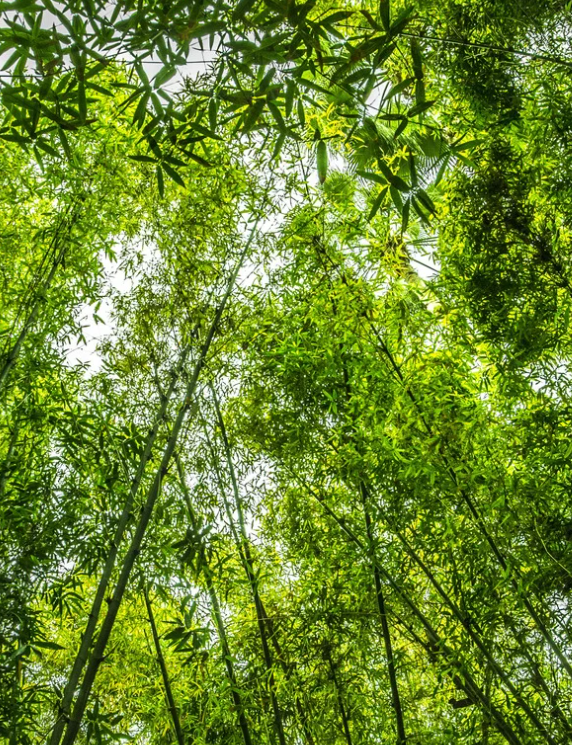 Greenpeace Verdict: A $660 Million Turning Point in Climate Litigation
